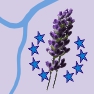   GEOboden - Lavendel-Projekt  