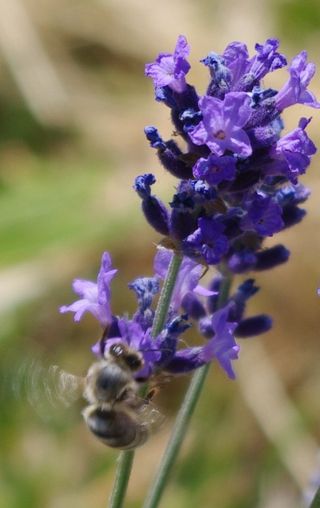   GEOboden - Lavendel-Projekt - Biene arbeitet im Lavendel  