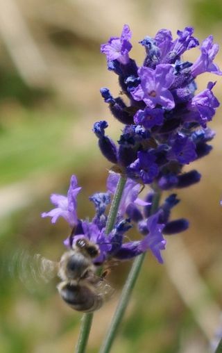 GEOboden - Lavendel-Projekt - Biene arbeitet im Lavendel GEOboden - Lavendel-Projekt - Biene arbeitet im Lavendel