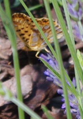   GEOboden - Lavendel-Projekt - Schmetterling nascht Lavendel  