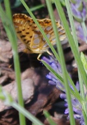 GEOboden - Lavendel-Projekt - Schmetterling nascht Lavendel GEOboden - Lavendel-Projekt - Schmetterling nascht Lavendel