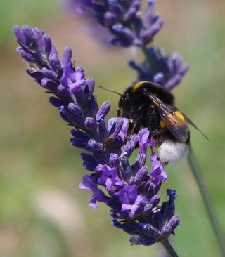   GEOboden - Lavendel-Projekt - Hummel nascht Lavendel  