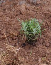   GEOboden - Lavendel-Projekt - Jungpflanze  