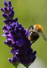   GEOboden - Lavendel-Projekt - Hummel sammelt Pollen  