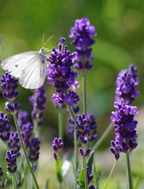   GEOboden - Lavendel-Projekt - Schmetterling nascht Lavendel  