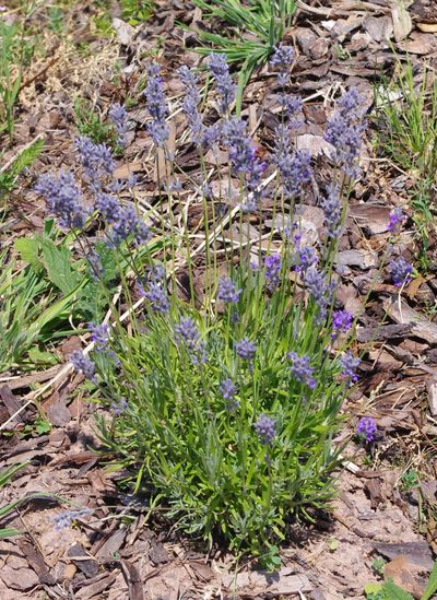 GEOboden Projekt - Folgate-Lavendel in Niedermennig