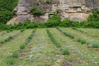 GEOboden Projekt - Ausschnitt Versuchsfläche in Nittel Mai 2014 GEOboden Projekt - Ausschnitt Versuchsfläche in Nittel Mai 2014