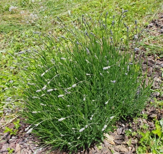 GEOboden Projekt - Lavendel auf der Versuchsfläche in Nittel Mai 2014 GEOboden Projekt - Lavendel auf der Versuchsfläche in Nittel Mai 2014