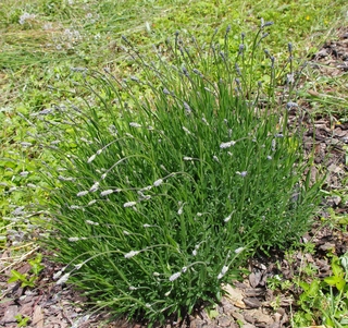 GEOboden Projekt - Lavendel auf der Versuchsfläche in Nittel Mai 2014