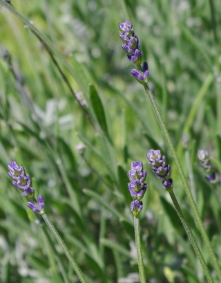 GEOboden Projekt - Lavendel auf der Versuchsfläche in Nittel Mai 2014