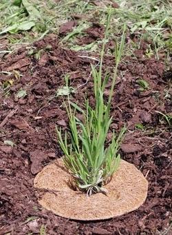 GEOboden Projekt - Neupflanzung mit Korkscheibe Mai 2014