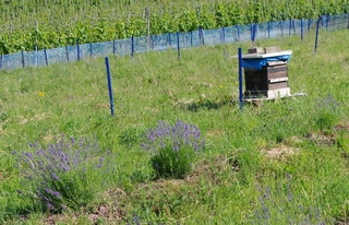 GEOboden Projekt - Bienenstock auf einer Versuchsfläche Mai 2014