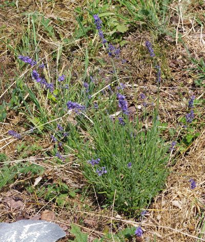 GEOboden Projekt - Maillette-Lavendel in Niedermennig GEOboden Projekt - Maillette-Lavendel in Niedermennig
