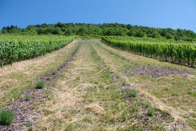 GEOboden Projekt - Blick auf die Versuchsfläche in der Steillage Oberemmel GEOboden Projekt - Blick auf die Versuchsfläche in der Steillage Oberemmel