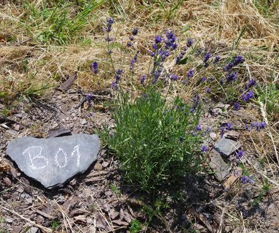 GEOboden Projekt - Lavandula Officinalis in der Steillage