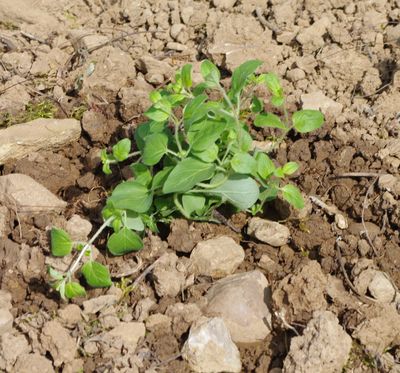 GEOboden Projekt - Origanum Vulgare im Kalkboden