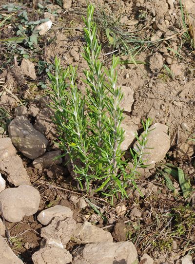 GEOboden Projekt - Rosmarinus Officinalis 'Arp' im Kalkboden