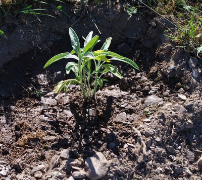 GEOboden Projekt - Salvia Officinalis im Schieferboden