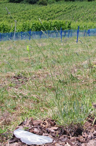 GEOboden Projekt - Speik-Lavendel in Niedermennig