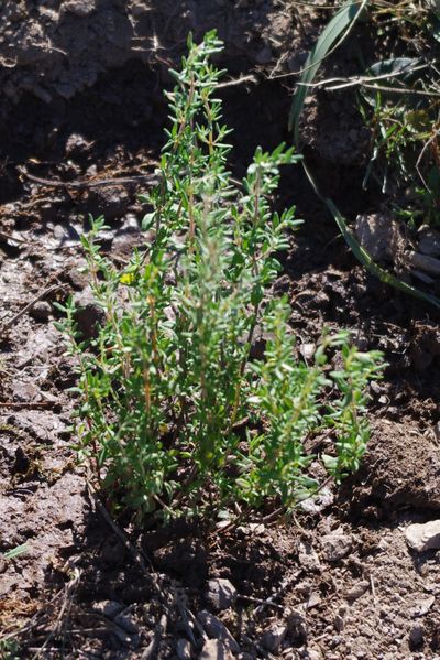 GEOboden Projekt - Thymus Vulgaris in der Schiefer-Steillage GEOboden Projekt - Thymus Vulgaris in der Schiefer-Steillage